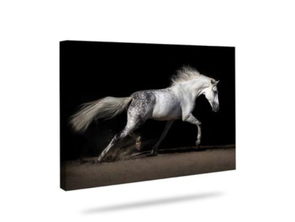 Canvas CABALLO BRIOSO