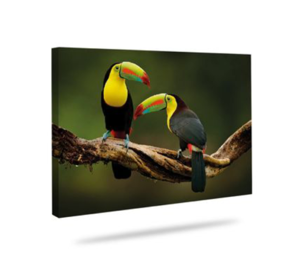 Canvas PAREJA TUCAN